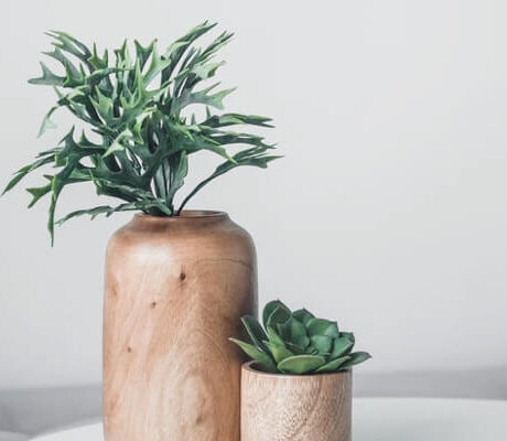 plant in pot